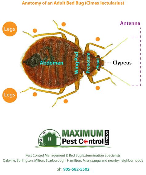 Why Professional BedBugs Control Is More Important Than You Think