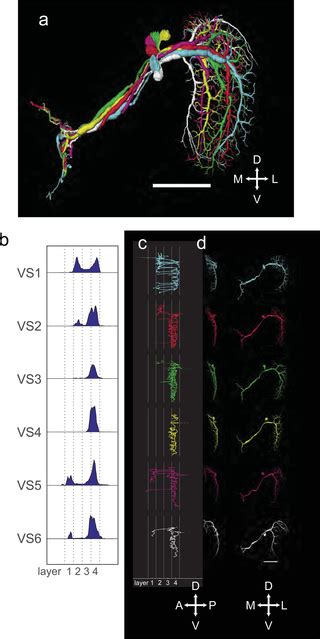 Full Reconstruction Of Large Lobula Plate Tangential Cells In