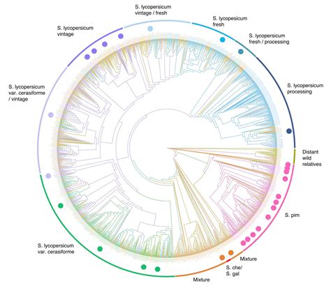 The Dna Tricks That Gave Us Different Kinds Of Tomatoes Cold