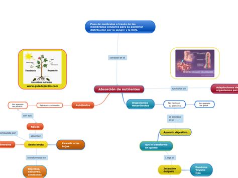 Mapa Conceptual De La Absorcion De Nutrientes Kulturaupice Porn Sex