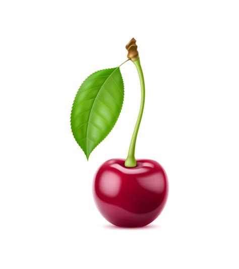 Premium Vector Realistic Isolated Ripe Raw Cherry Berry With Leaf