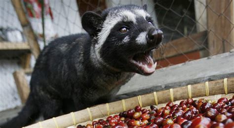 Kopi Luwak Jedna Z Najdro Szych Kaw Wiata Z Oszustwem I