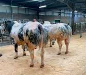 wholesale Belgian Blue Cattle | Cheap HQ Exporter Belgian Blue Cattle