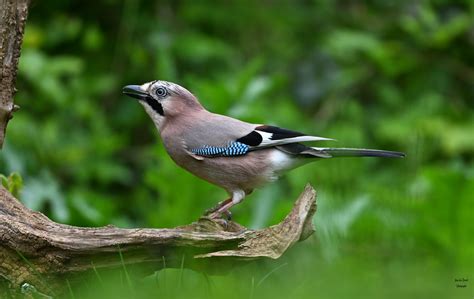 Geai Des Ch Nes Garrulus Glandarius Eurasian Jay Flickr