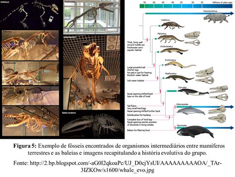 Pura Evolução Evidências Evolutivas O Registro fóssil Parte 2