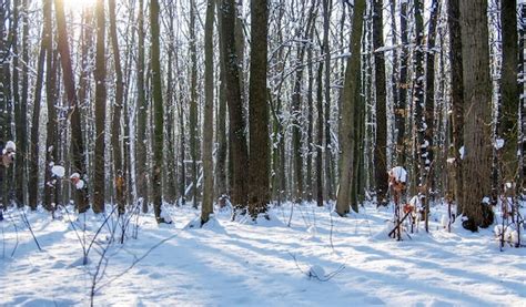 Premium Photo | Winter snow covered trees background