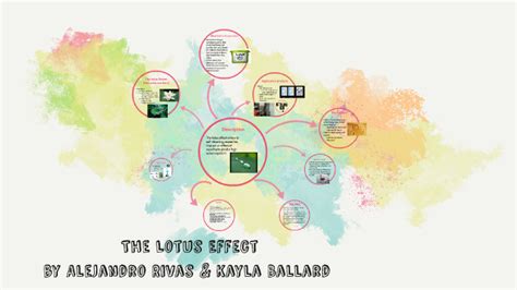 The Lotus Effect by on Prezi