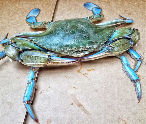 Maryland Blue Crab Season