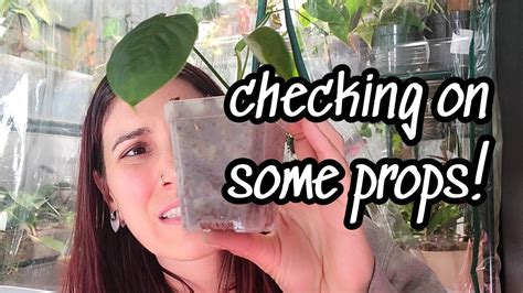 Plant Chores Cleaning Out A Prop Box Updates On Struggling Plants