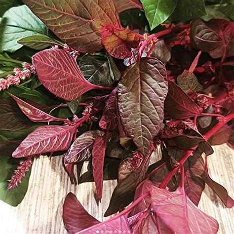 Quick Growing Multi Harvest Red Amaranth Seeds Lal Cholai Saag