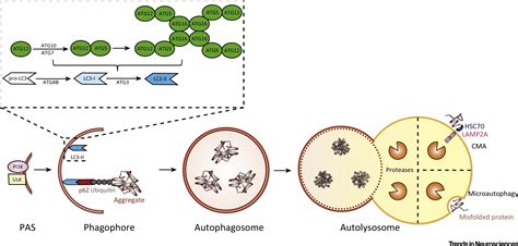 The Autophagylysosomal Pathway In Neurodegeneration A Tfeb