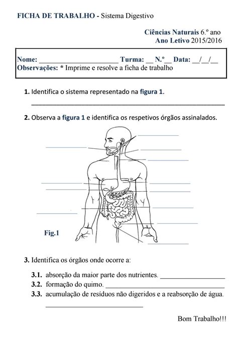 Ficha De Trabalho Do Sistema Digestivo Kulturaupice The Best Porn Website