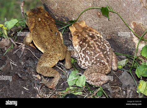 Los Sapos Gigantes O Marinos Neotropicales Rhinella Marina