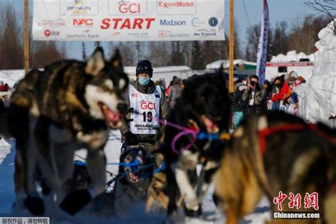 美国狗拉雪橇大赛登场 赛程约1384公里 搜狐大视野 搜狐新闻