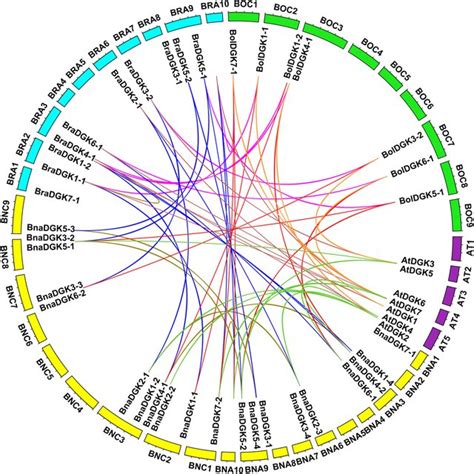 Genome Wide Synteny Analysis Of Dgk Genes From B Rapa Bra B