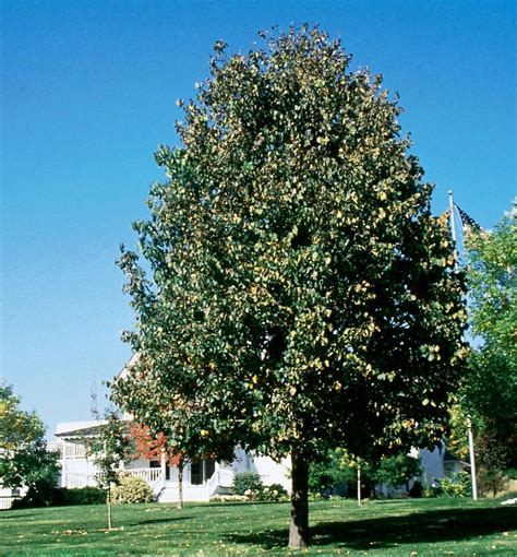 Frontyard American Linden Natorps Online Plant Store