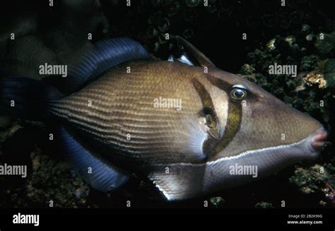 Scythe Triggerfish Sufflamen Bursa Stock Photo Alamy