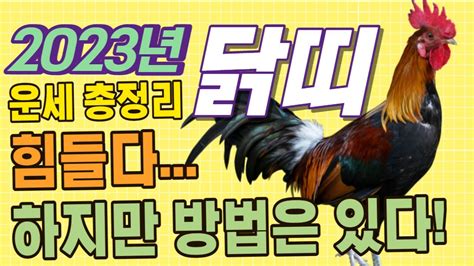 2023년에도 힘든 닭띠🐔 하지만 방법은 있다 닭띠에게 생길 큰 변화들 🌟2023년 계묘년 음력 345월 닭띠 운세🌟