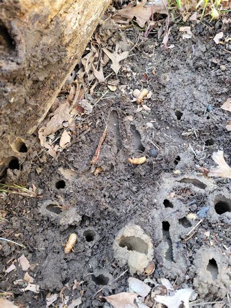 Photos Cicada Emerge In Mchenry County After Long Underground Slumber Shaw Local