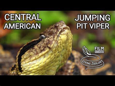 Central American American Pit Pit Viper Snake Venom Reptilia