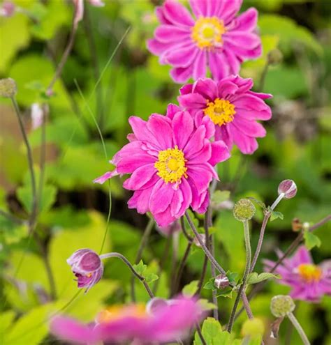 Anemone Hupehensis Prinz Heinrich Herbstanemone