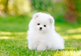 45+ Pomeranian Puppy Names