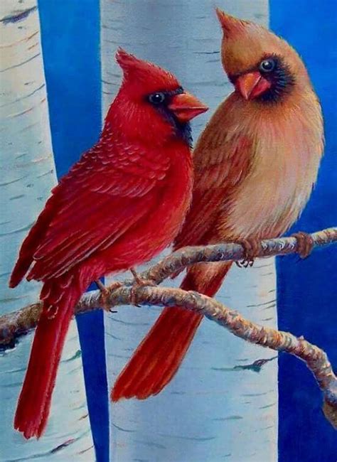 Cardinal couple | Bird art, Cardinal painting, Beautiful birds