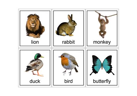 Printable Animal Flash Cards - Printable Word Searches