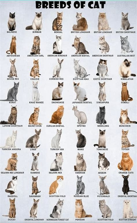 Cat Breeds Identification Chart