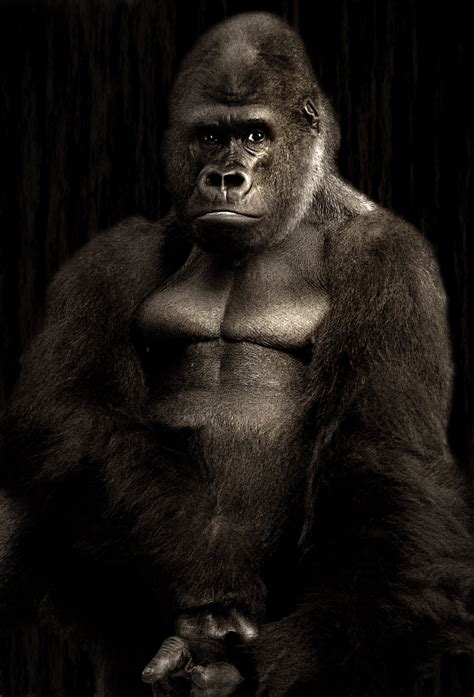 Silverback Gorilla Wallpaper