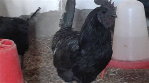 Kadaknath Cock Kadaknath Hen Black Meat Chicken Kali Masi Chicken 42250