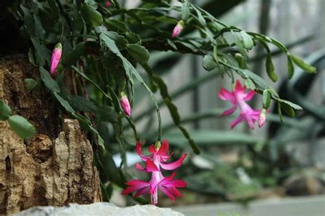 How To Grow And Care For Christmas Cactus Gardener’s Path