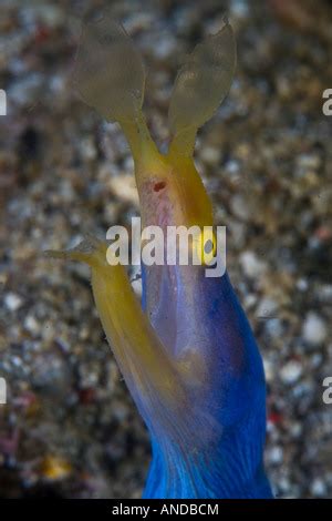 A colorful blue ribbon eel pokes out of its sandy burrow, a habitat it ...