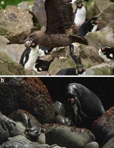 Predators of Eastern Rockhopper Penguins (Eudyptes chrysocome filholi ...