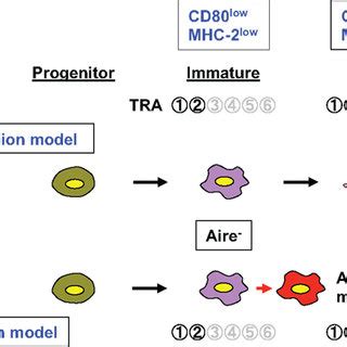 Schematic Representation Of The Roles Of Aire In TRA Gene Expression