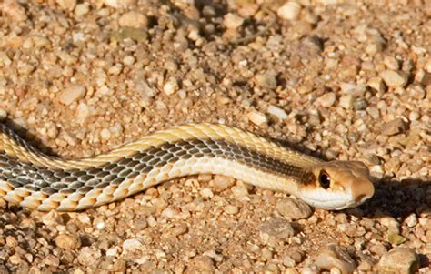 Western Patch Nosed Snake Salvadora Hexalepis Photograph Of Photo Of