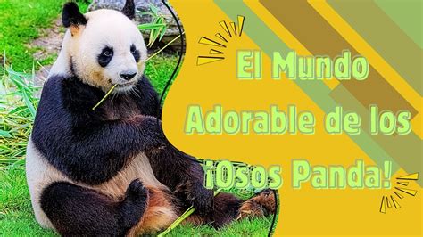 Descubre el Adorable Mundo de los Osos Panda Hábitat Dieta y