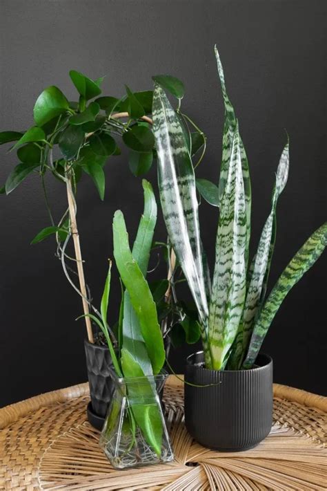 How to help sansevieria black coral thrive as a houseplant!