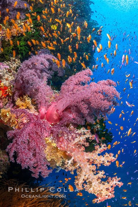 The Insanely Beautiful Coral Reefs of Fiji – Natural History Photography Blog