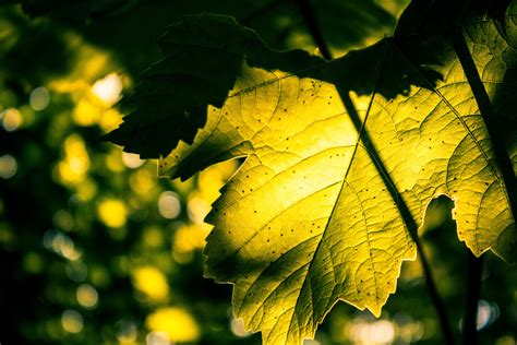 Hintergrundbilder Sonnenlicht Blätter Natur Ast Grün Gelb Sonne