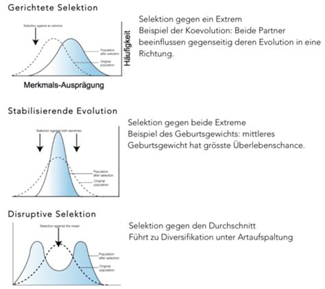 Bio Evolution Flashcards Quizlet