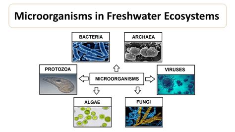 Freshwater Microorganisms Chart