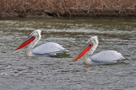 Pel Canos D Lmatas Pelecanus Crispus Foto Premium