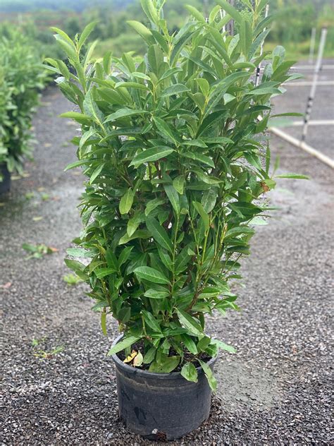 Prunus L Schipkaensis Schipkaensis Cherrylaurel Feeney S