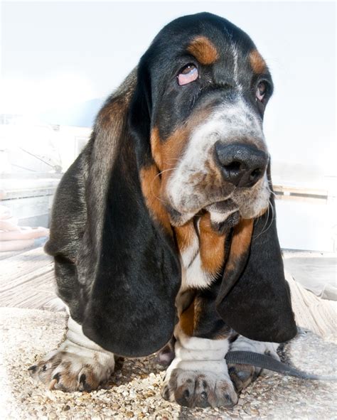 1061 Best Basset Hounds Images On Pinterest Bassett Hound