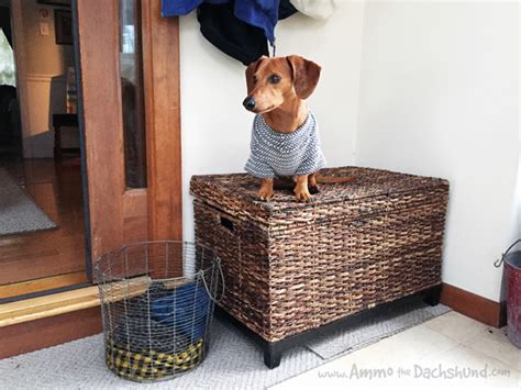 10 Fall Sweaters that Fit Dachshunds | Ammo the Dachshund