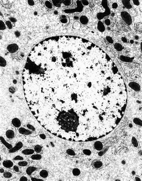 Transmission Electron Micrograph Of Cell Nucleus Stock Image G455