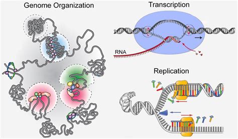 MOLECULAR GENETICS – Richard Janissen. Biomedical Research and Development