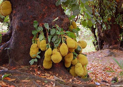 Qual A Epoca Da Jaca - Como Abrir e Limpar Uma Jaca? Qual é a Época da Jaca? – Mundo Ecologia