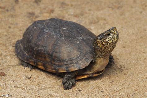 Mexican Mud Turtle Kinosternon Integrum An Adult Mexican Flickr